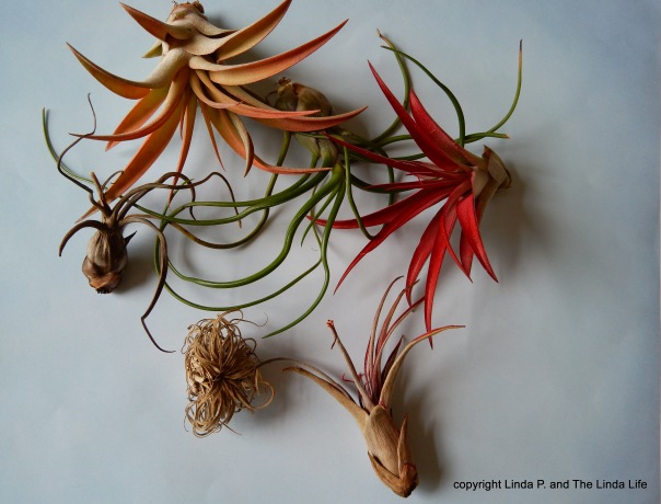old-and-new-air-plants-tilandasia-hicks